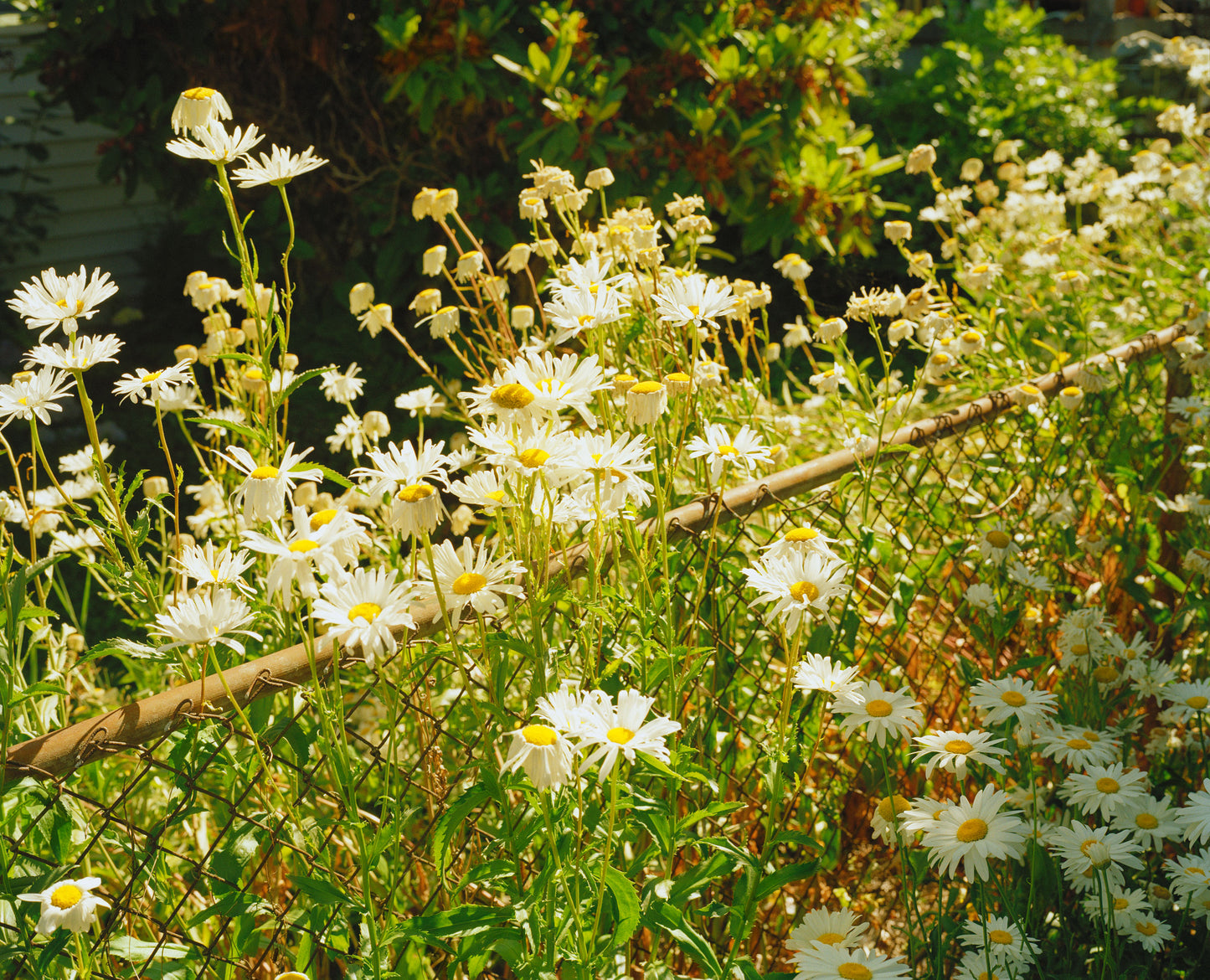 Lacey's Garden, Seattle