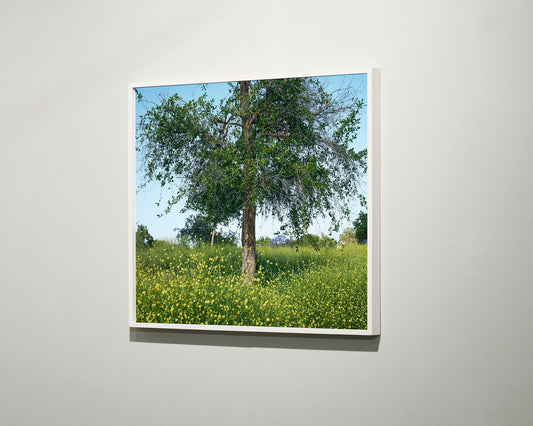 Colony, 2022 | 28 ½ in. x 24 ½ in.