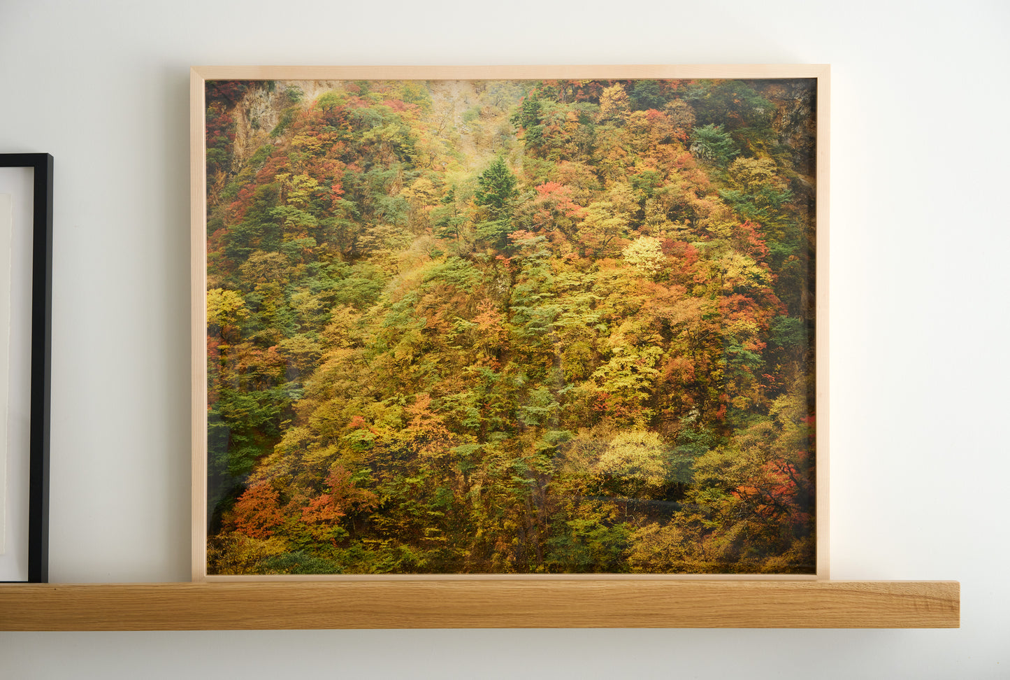 Fall Colors, Nikko | 35 ½ in. x 29 in.