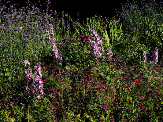 Wildflowers, Malmö