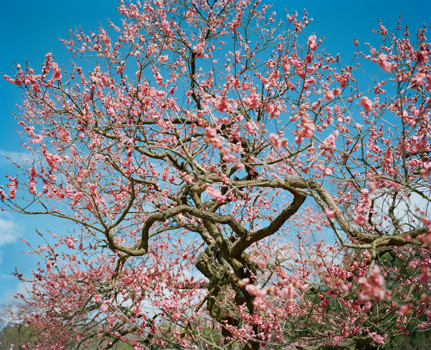 Ume, Okayama