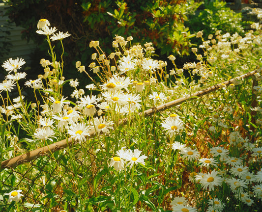 Lacey's Garden, Seattle